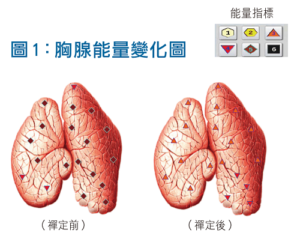 胸腺能量變化圖