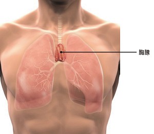 胸腺位於人體胸骨上端