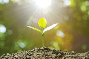 植物在大自然吸取天地能量