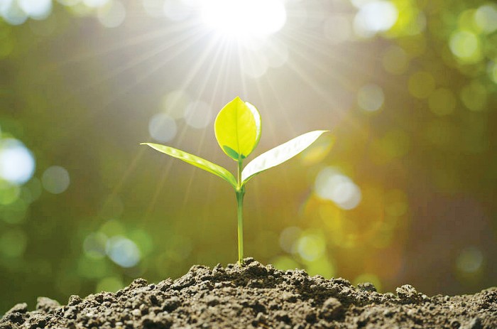 植物在大自然吸取天地能量