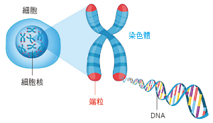 著細胞分裂次數愈多，染色體末端的端粒長度就會愈短