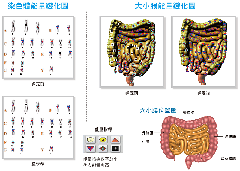 染色體能量變化&大小腸能量變化圖