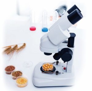 基因改造作物安全嗎？