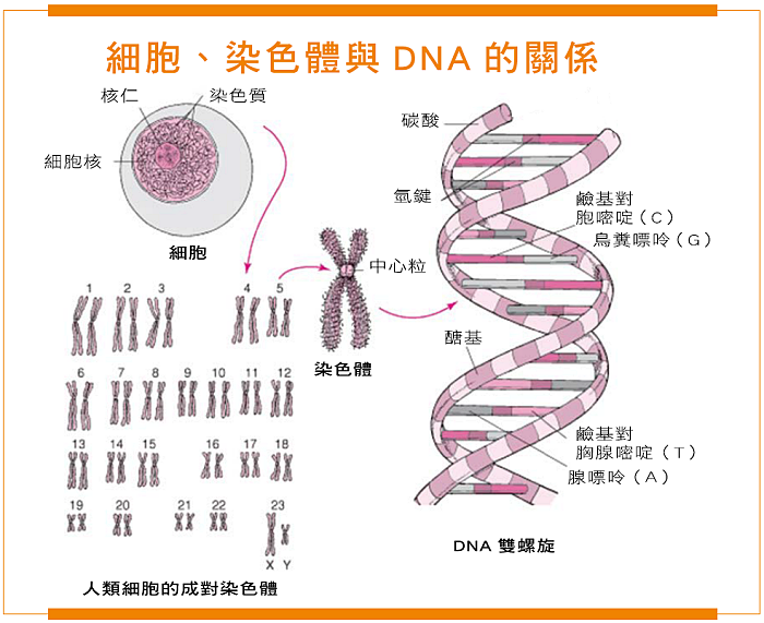 細胞染色體與DNA的關係