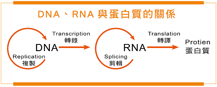 DNA、RNA與蛋白質的關係
