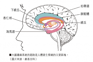 大腦邊緣系統的迴路