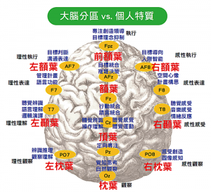 大腦分區vs.個人特質