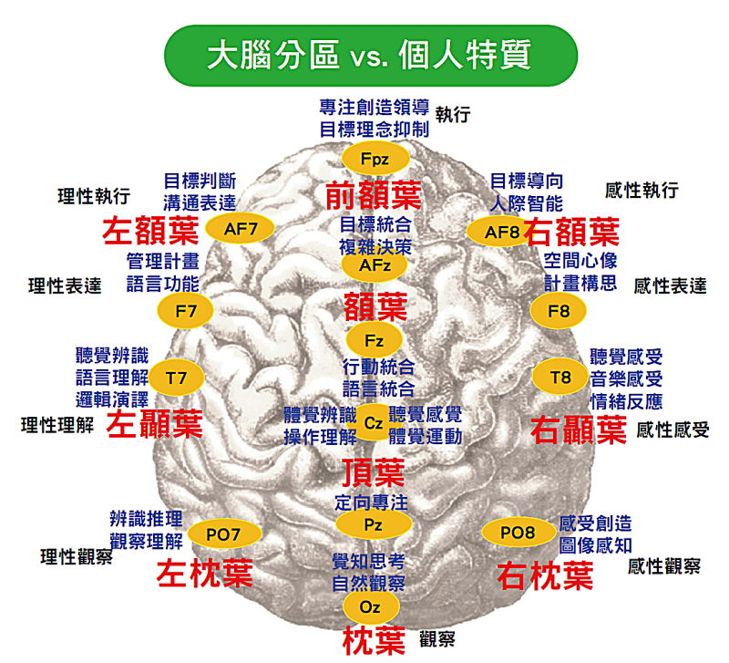 大腦分區vs.個人特質