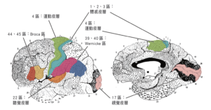 大腦皮層側葉與內葉的布羅德曼分區