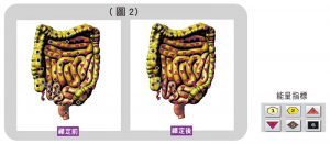 腹部腸道的能量變化圖