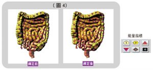 腸道能量變化圖