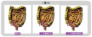 腸道的能量變化圖