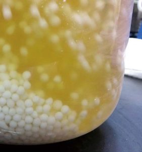 「菌的房子」高分子單體與發酵液。