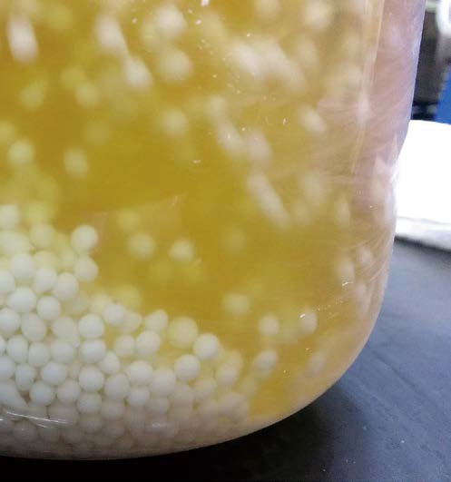 「菌的房子」高分子單體與發酵液。