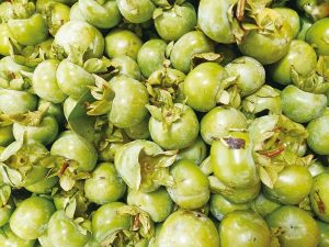 柿染可分為冷染與煮染兩種染法