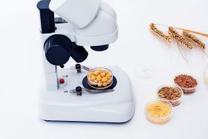 社會與環境：基因改造作物安全嗎？