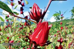 福釀坊：古法精工釀好醋好處多