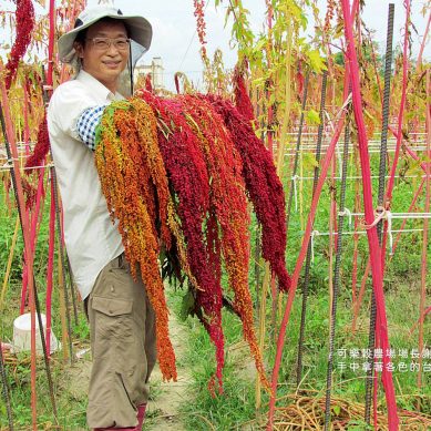台灣藜　穀物中的紅寶石