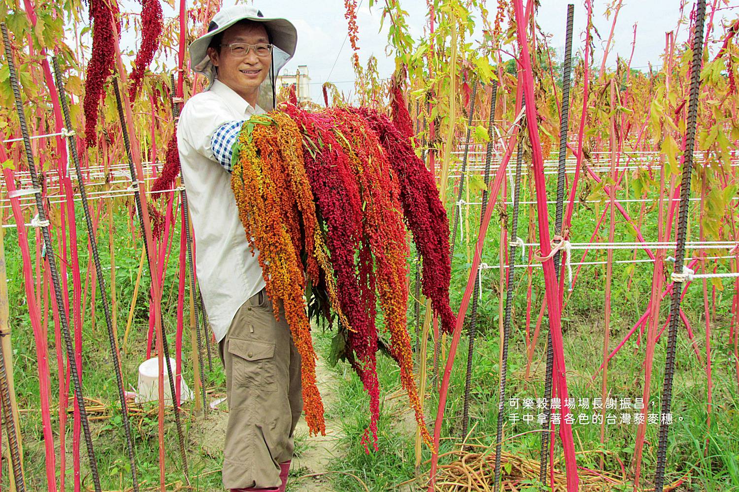 台灣藜　穀物中的紅寶石