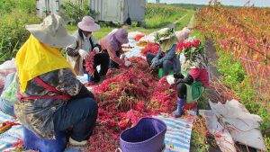 鋪帆布，曬紅藜