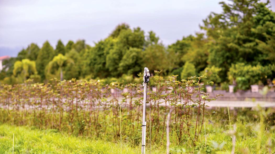 田裡加裝了感應器,用來測知土壤溫度、濕度和肥力
