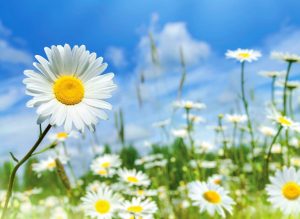 心解脫即是「如來」