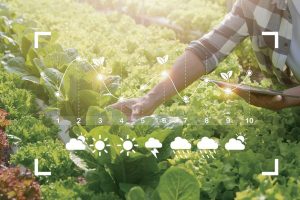 農民透過區塊鏈可以增加收入