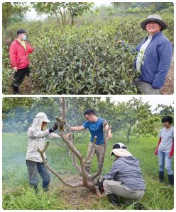 協助農民照顧茶樹、果樹