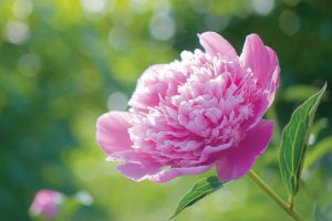 再美的花終究會凋謝