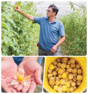 蔡吉隆友善種植引自日本品種的黃金莓多年