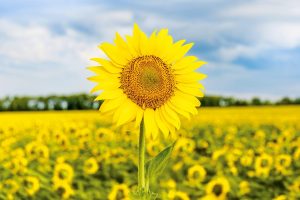 生活禪話:超凡而平凡