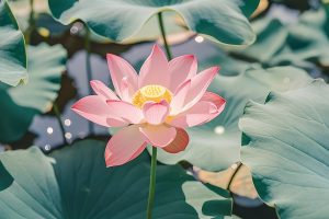 242妙天禪師法語解析