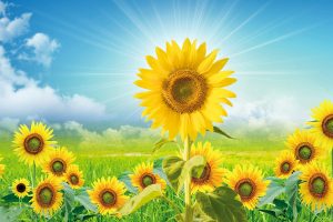 243禪修釋疑：平常心、歡喜心　心開就接通自性