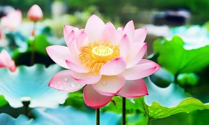 243禪門學堂：「身口意」三業清淨的重要