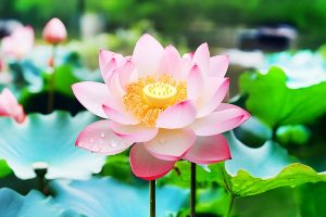 243禪門學堂：「身口意」三業清淨的重要